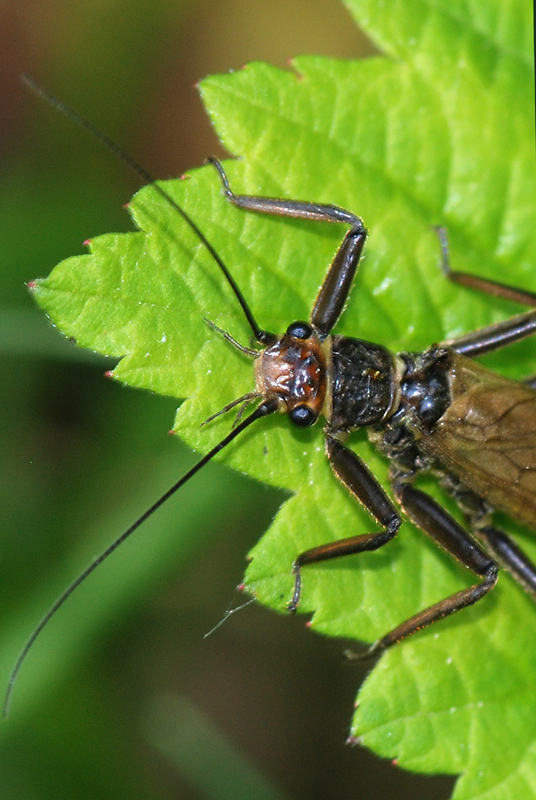 Perla marginata